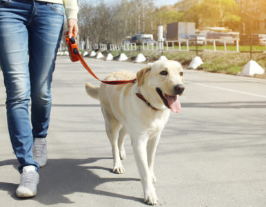 Walking dog down street