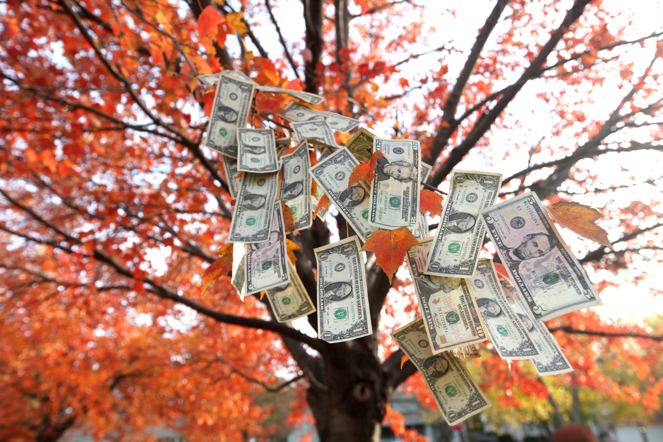 Money tree