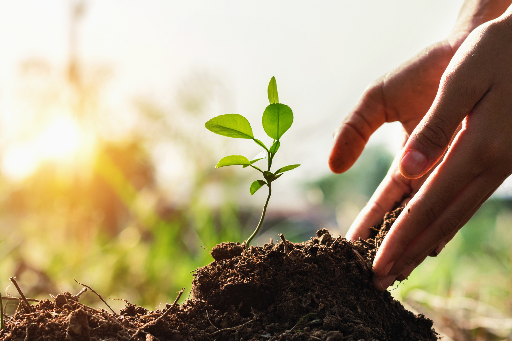 hand of children planting small tree in garden with sunset. concept green world